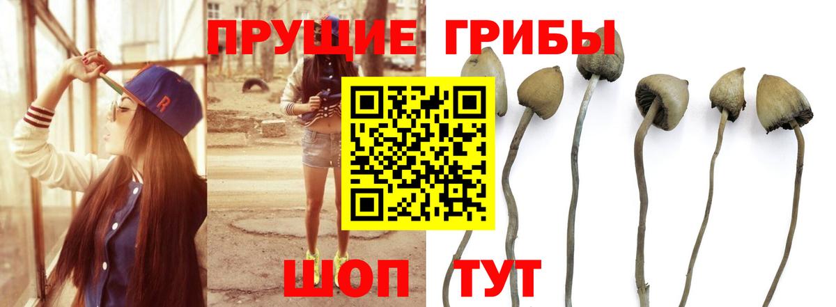 Псилоцибиновые грибы прущие грибы Богданович